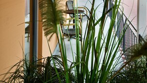 Um espaço ao ar livre coberto com parede amarela, escadaria e plantas altas.