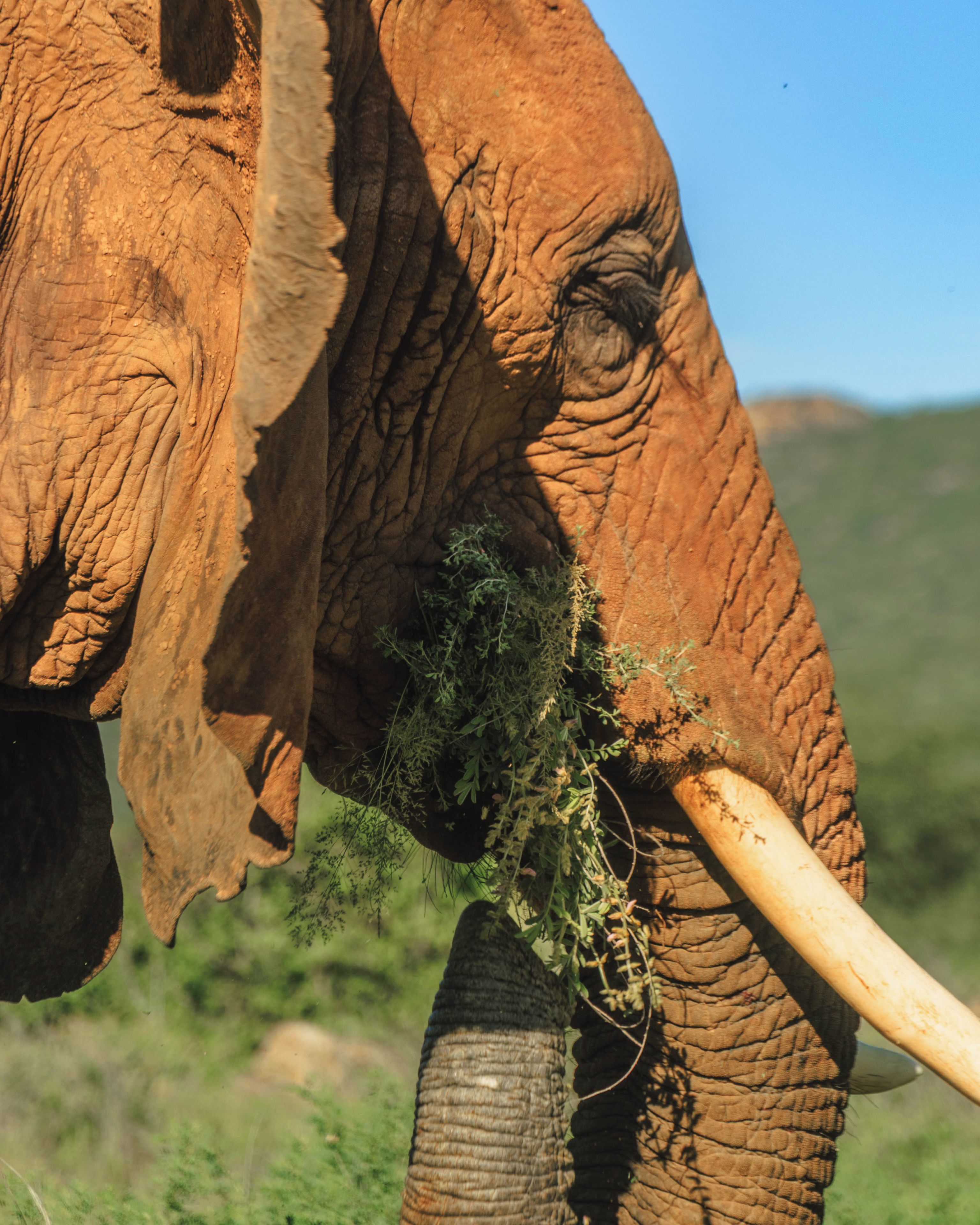 Un elefante con una gran colmillo y piel rugosa.