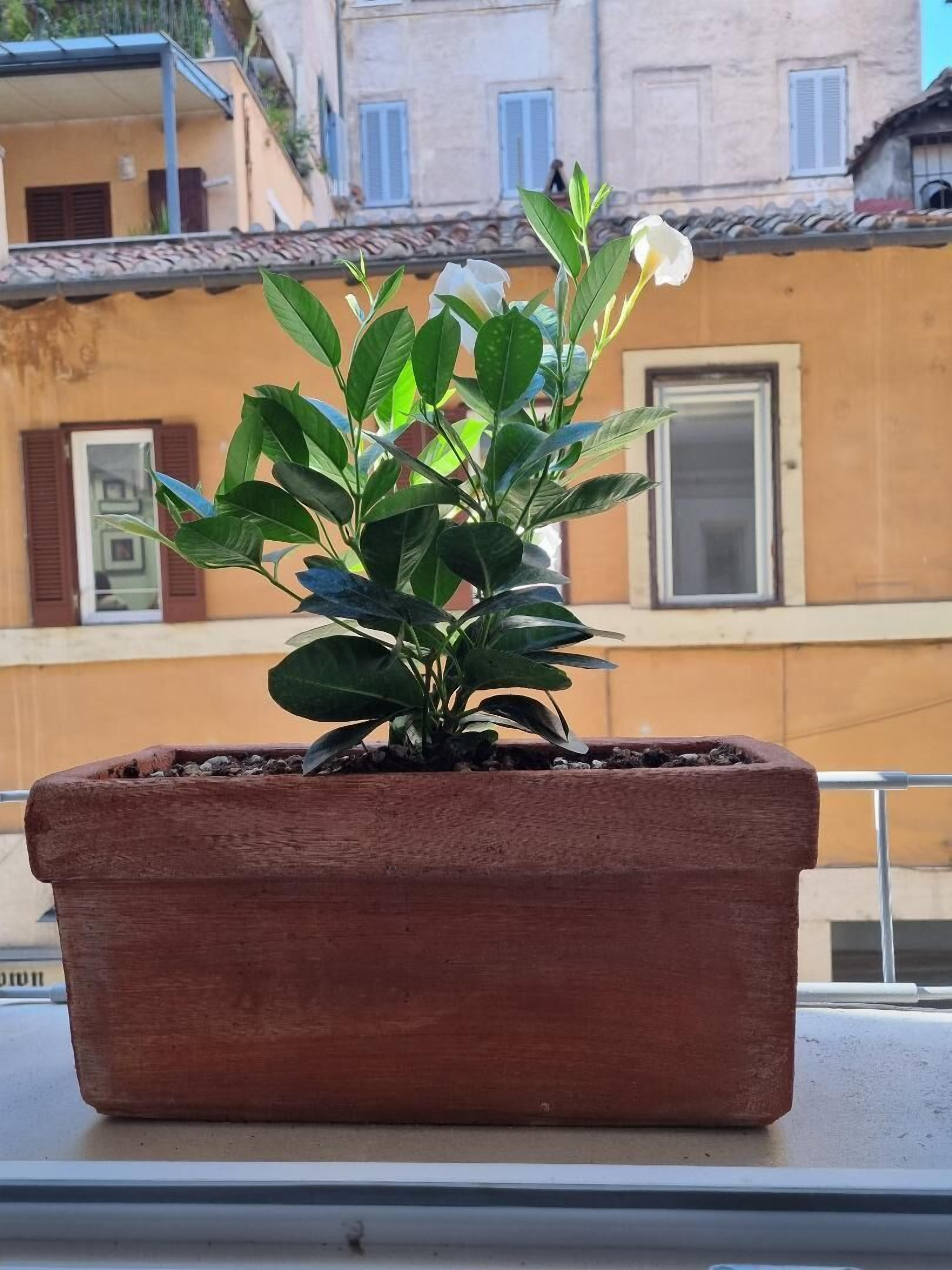 Photo - Town House Spagna- luxury Rooms with Jacuzzi Bath