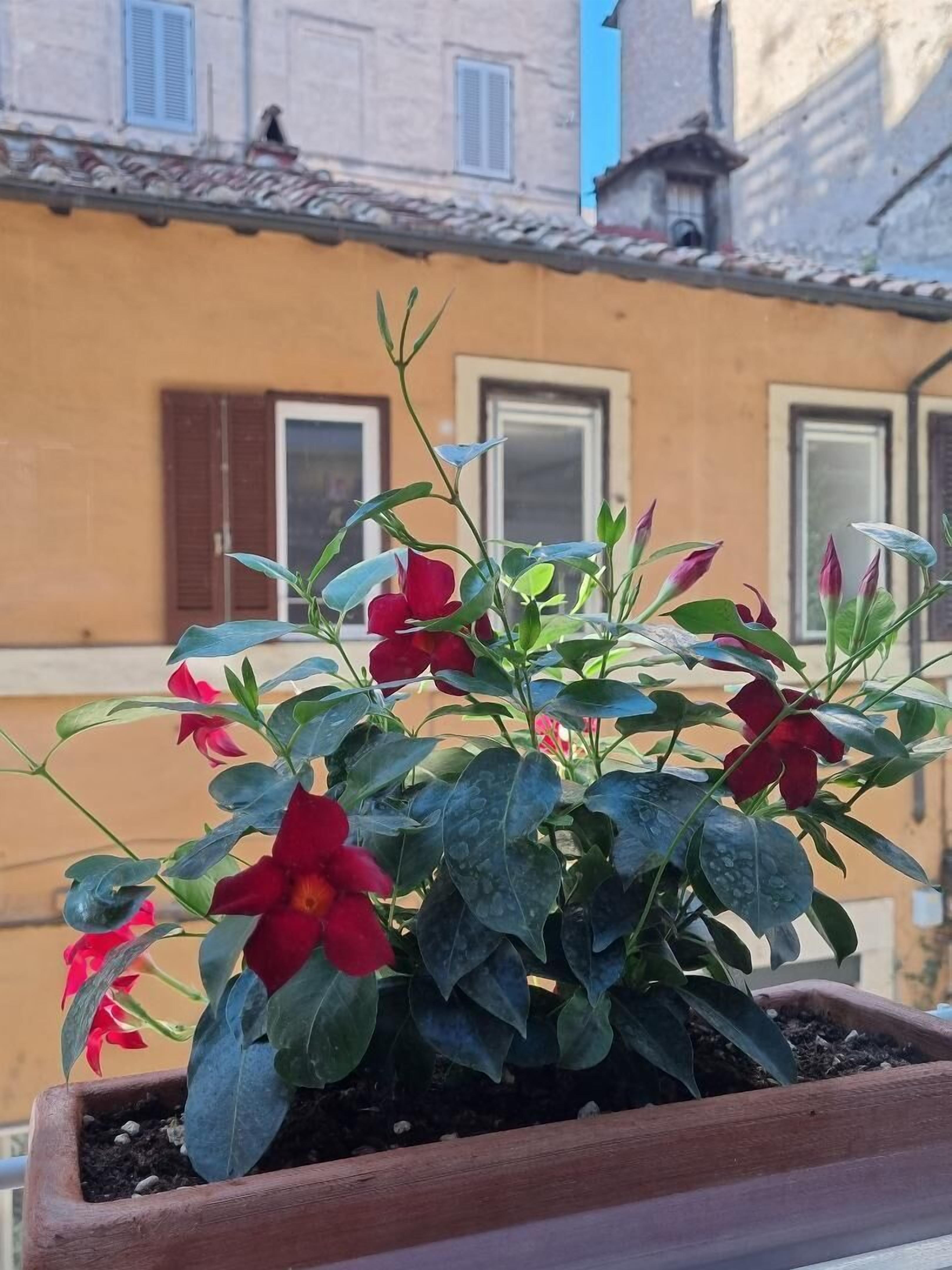 Photo - Town House Spagna- luxury Rooms with Jacuzzi Bath