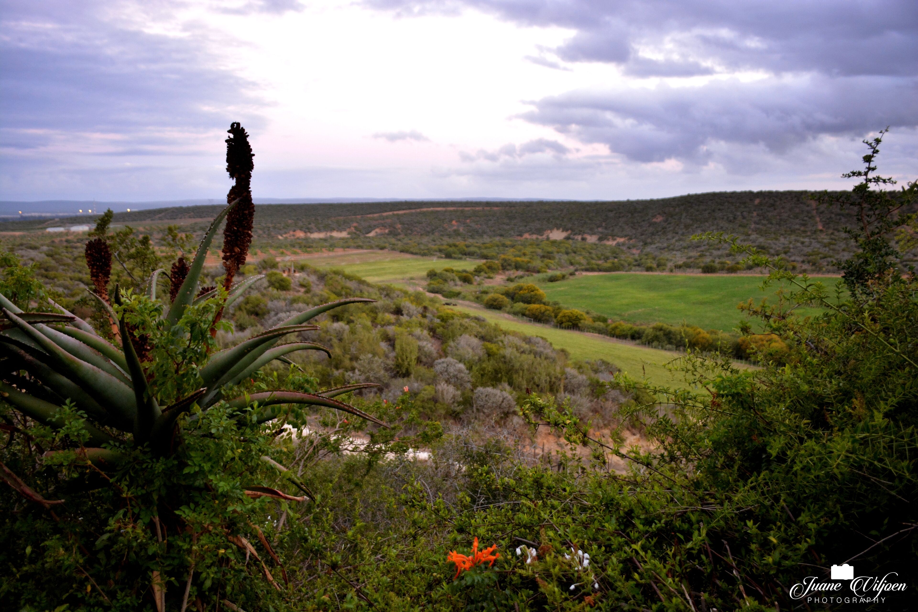 Een landschap met diverse begroeiing, waaronder een opvallende aloëplant op de voorgrond.