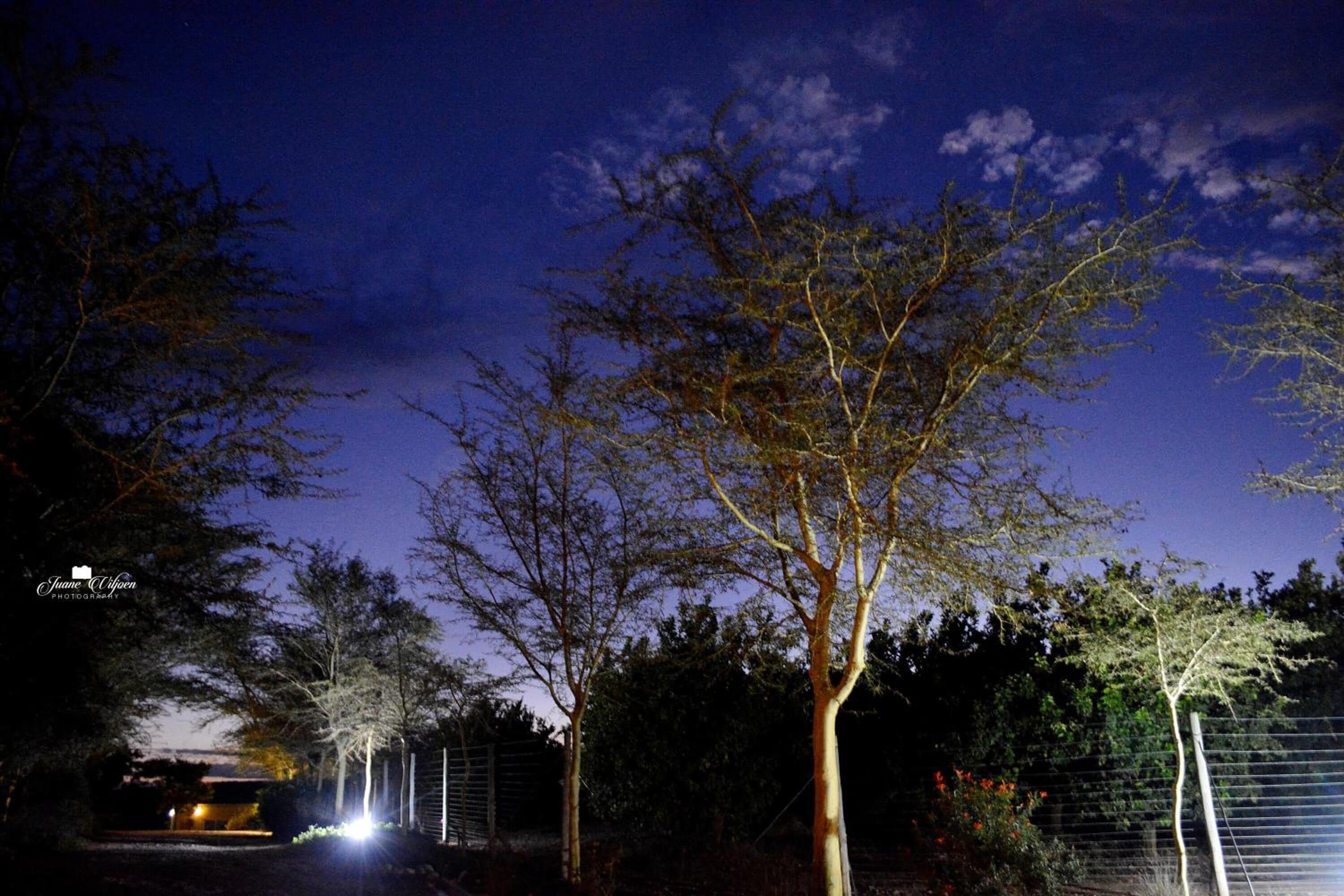 Une scène nocturne en extérieur, avec des arbres et un bâtiment en arrière-plan.