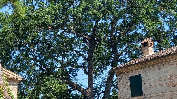 A rustic stone building with a tiled roof, surrounded by lush greenery and tall trees. - B e B San Valentino (Osimo)