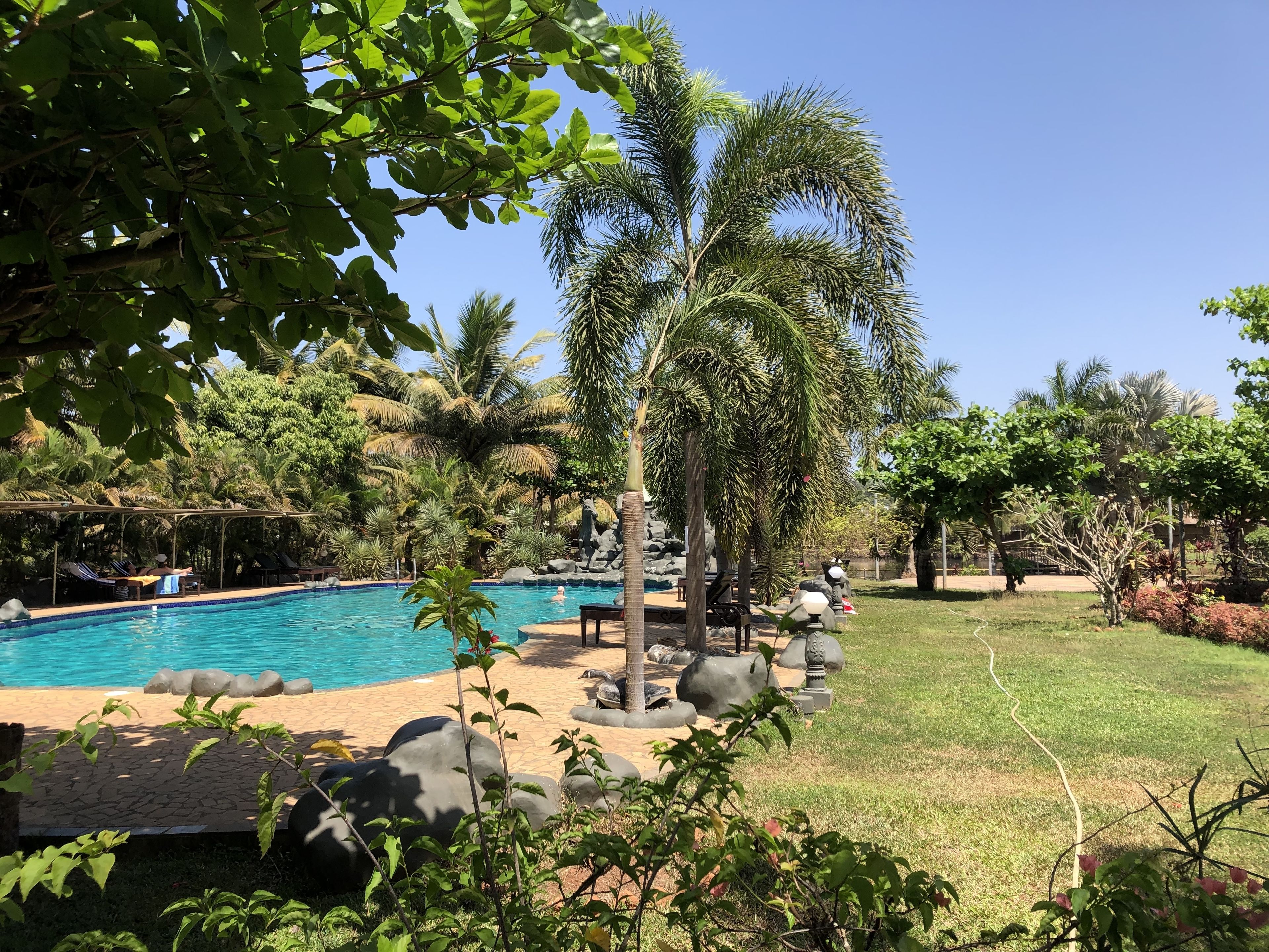 A swimming pool surrounded by palm trees and rocks, with a grassy area and lounge chairs.