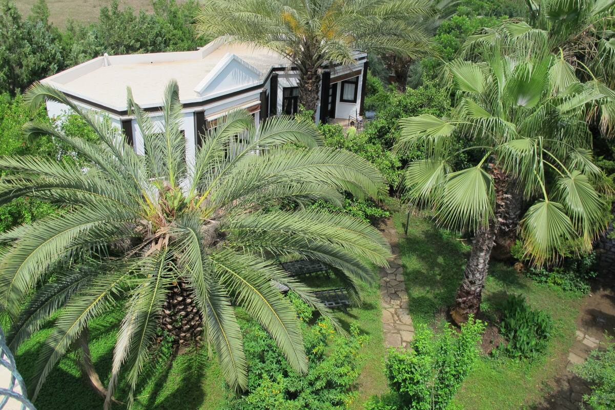 A large house surrounded by lush greenery and palm trees.