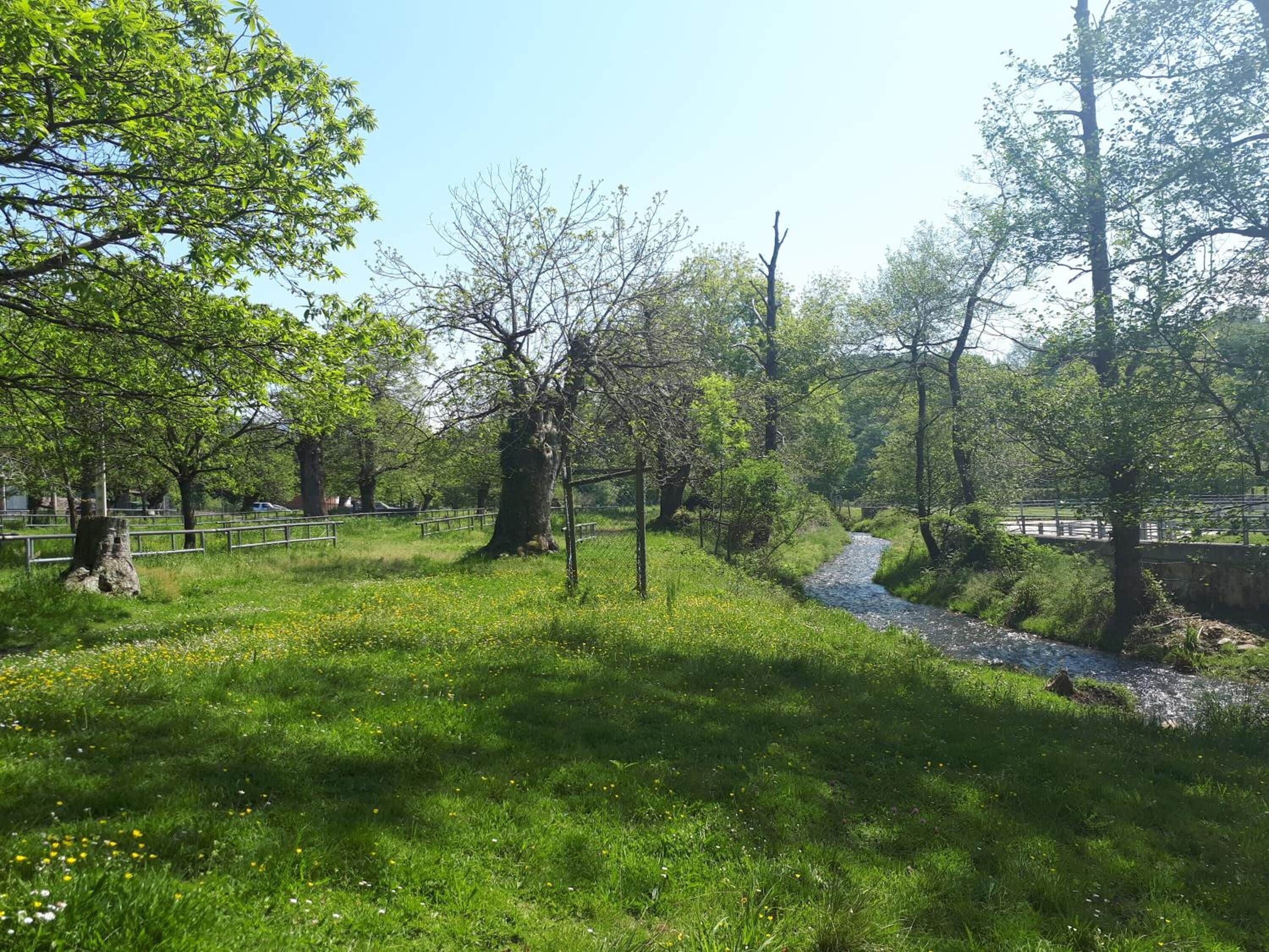 A grassy area with trees and a stream.