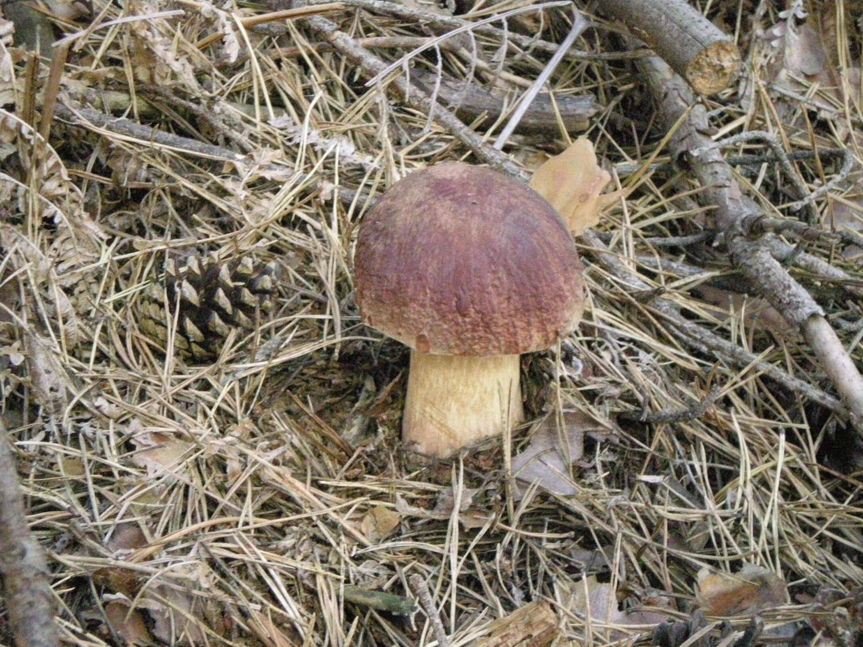 Foto - Hotel Los Perales