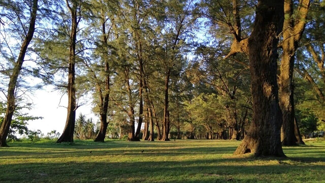 Un parc avec de grands arbres et une pelouse.