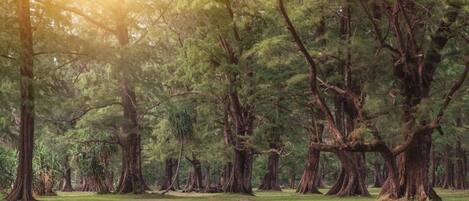 A forest with large trees and a grassy area.
