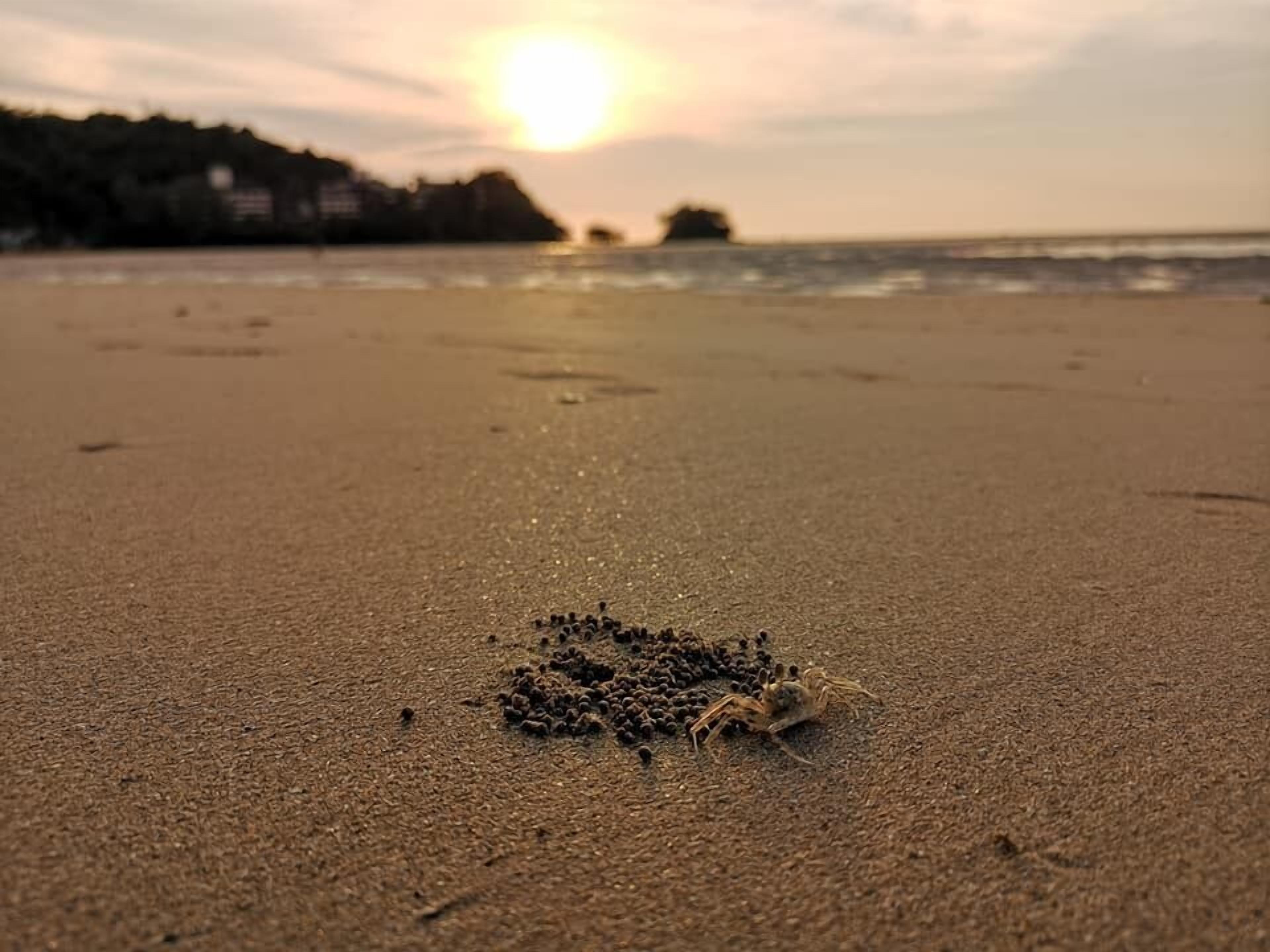A beach with a small group of crabs on the sand near the water's edge.