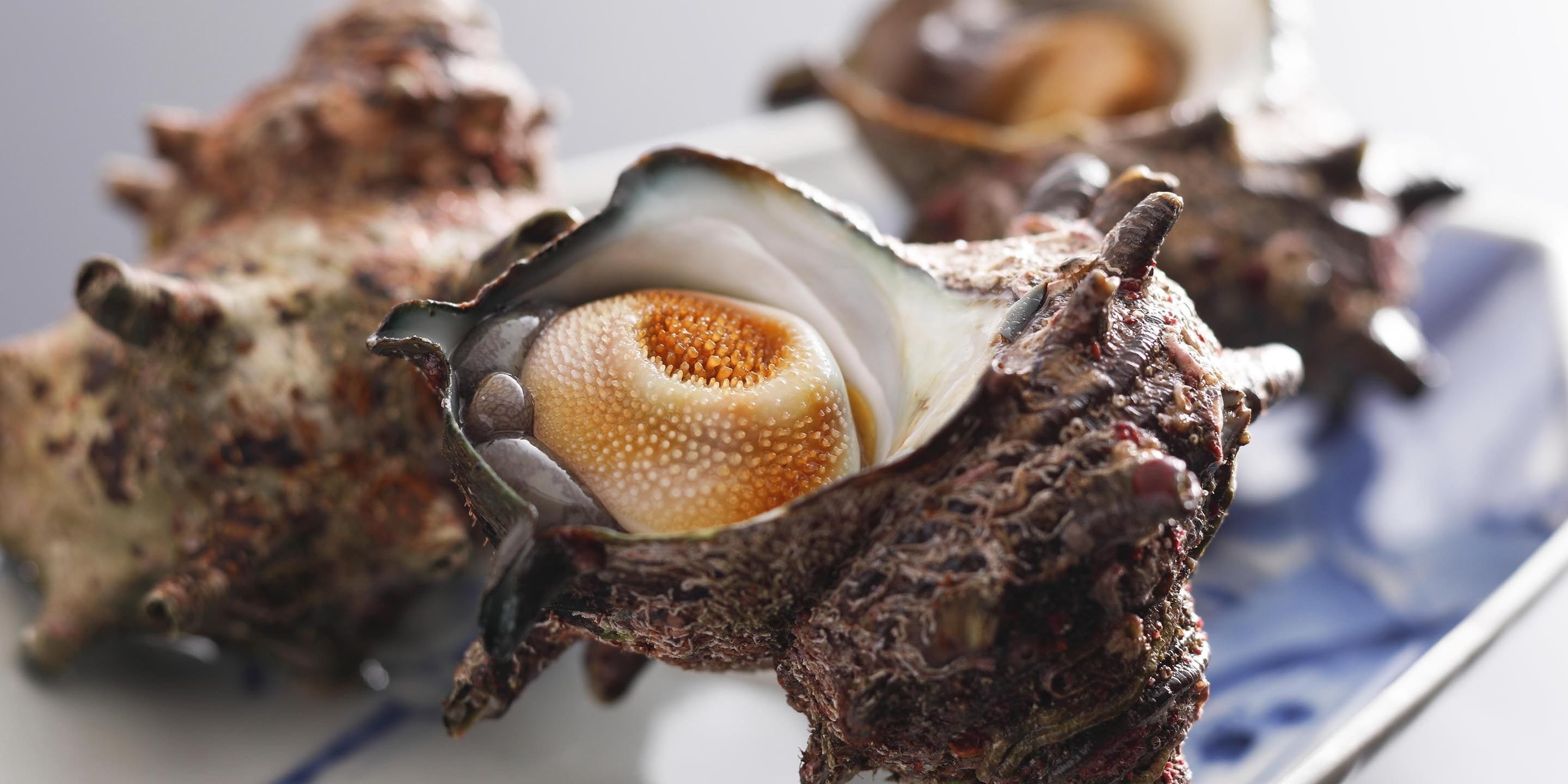 A close-up of a shell with a textured surface and a central orange pattern.