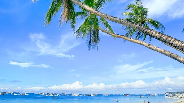 Una playa con sillas de descanso blancas y palmeras.