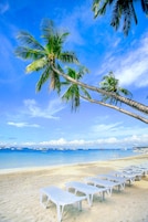 Una playa con sillas de descanso blancas y palmeras.