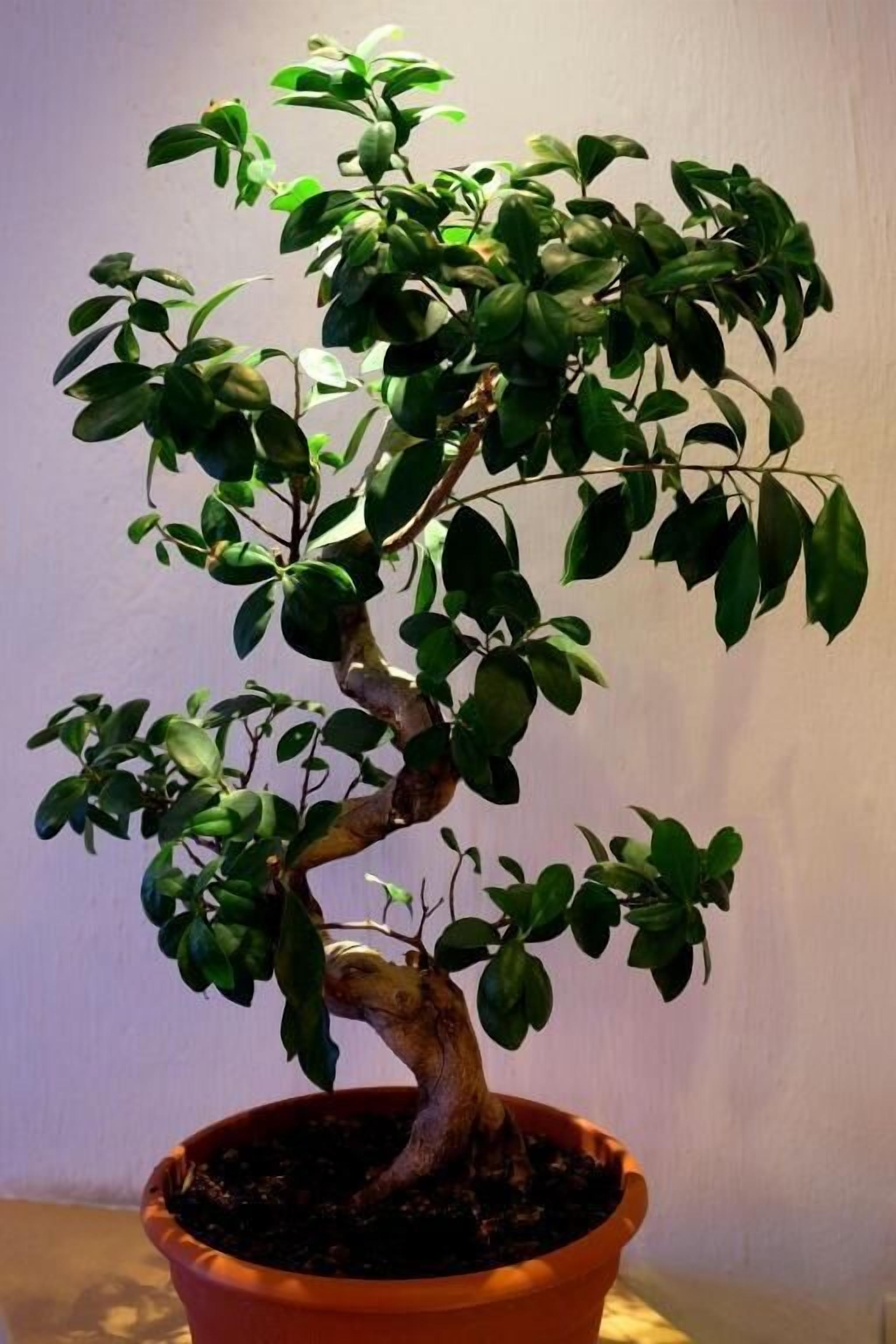 Un árbol bonsái en una maceta de terracota.