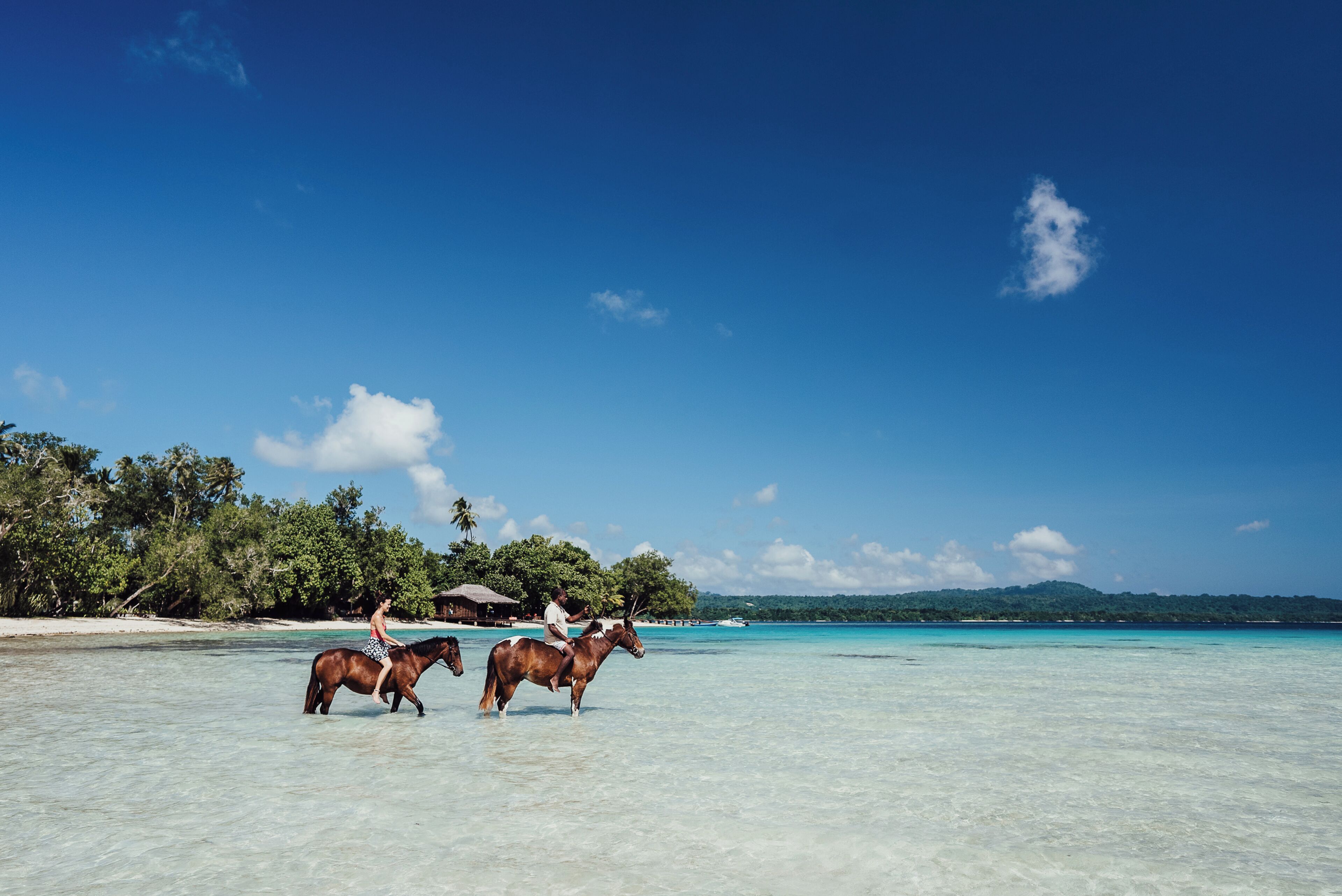 Una playa con agua cristalina y dos caballos.
