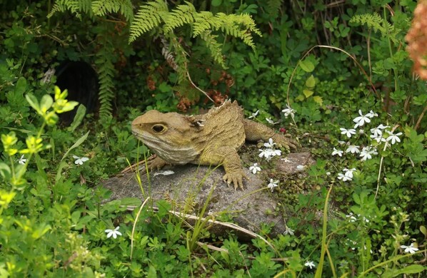 A lizard on a rock surrounded by greenery. - Huntington Stables Retreat Accommodation (Cambridge)