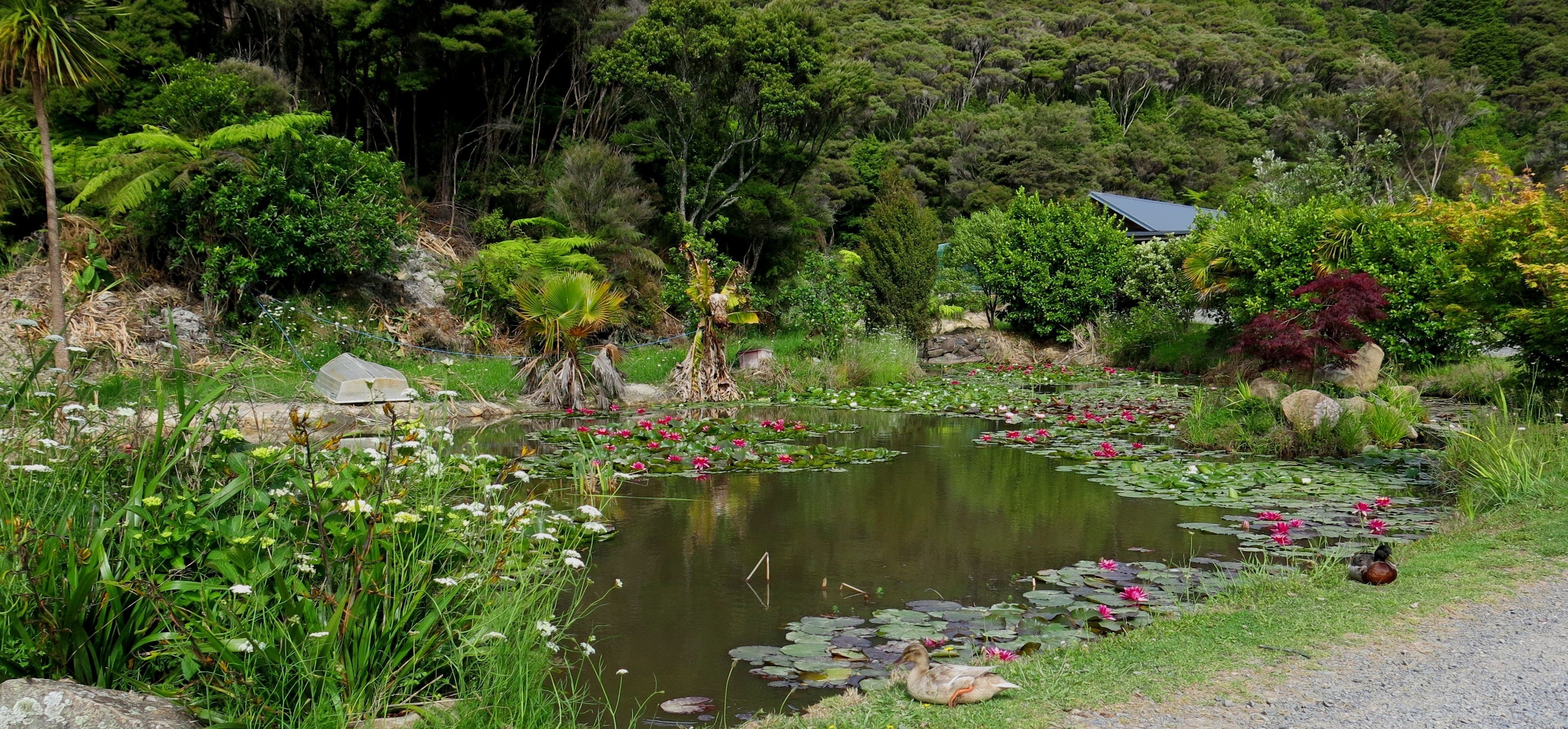Ein Teich mit Seerosen und Schwertlilien, umgeben von üppiger Vegetation und Felsen.