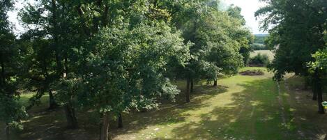 A park with a variety of trees and a grassy path.