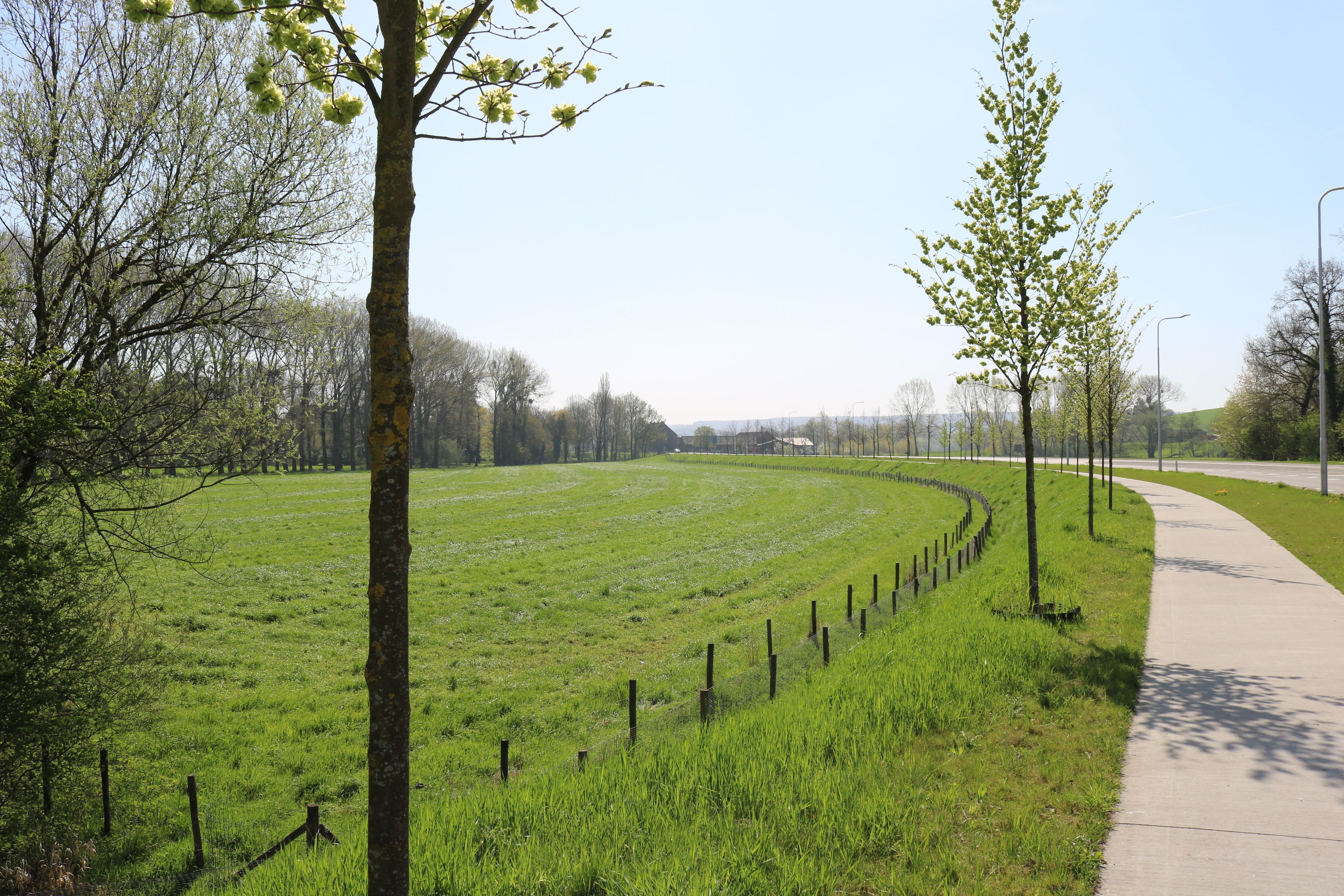 A grassy field with a curved path and trees.
