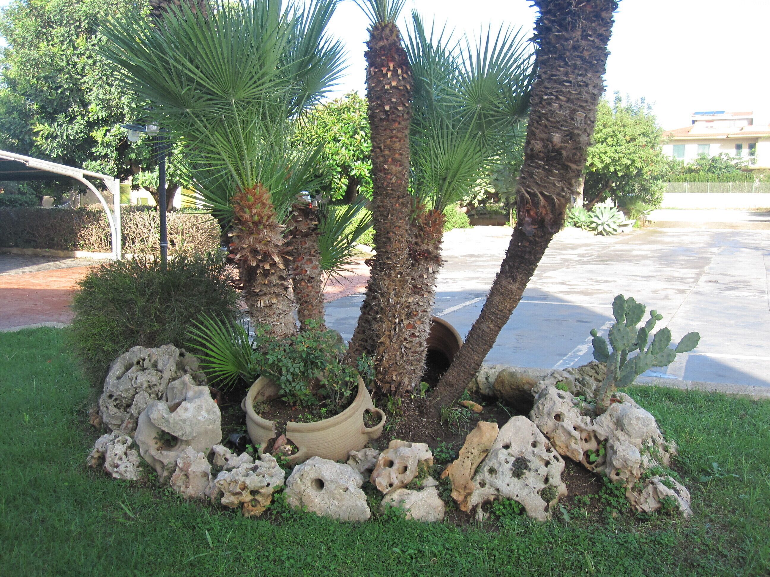 Ein Garten mit Palmen, einem Kaktus und Ziersteinen.
