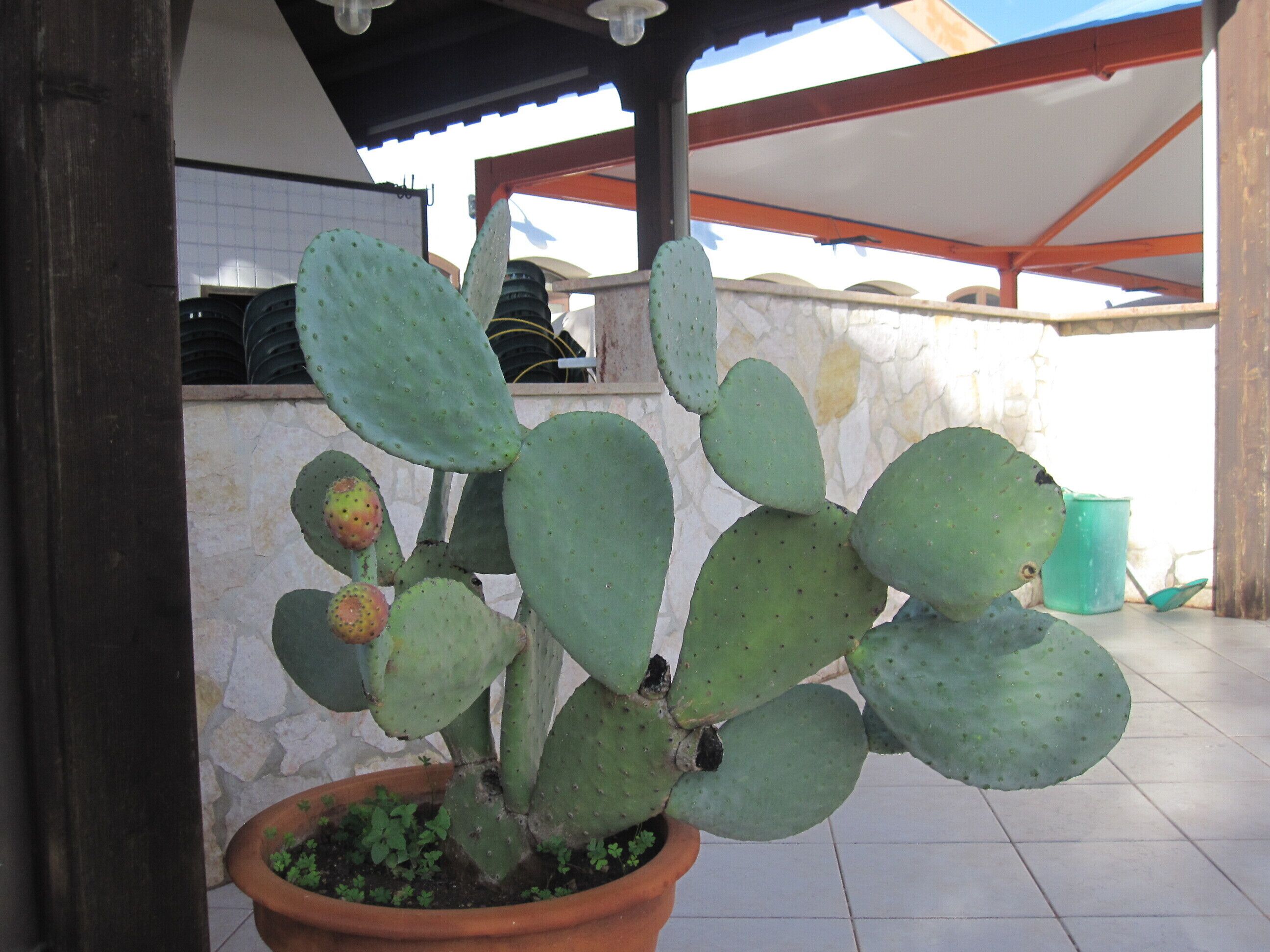 A potted cactus plant in a terracotta pot on a tiled floor.