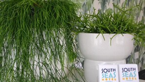 Un mur blanc orné d’une grande plante en pot et de deux cartes de visite de l’hôtel South Seas, situé aux Bermudes.