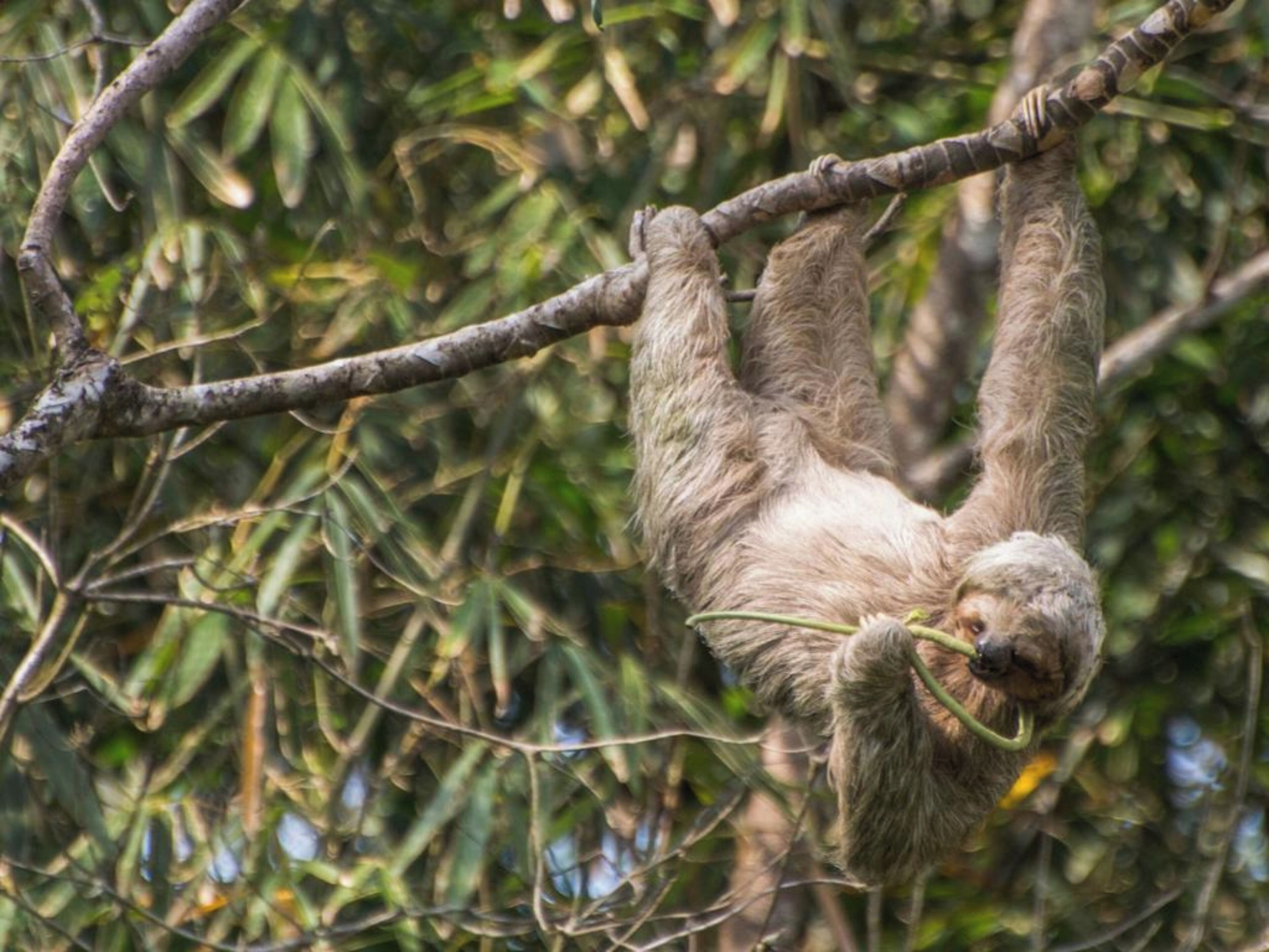 Un paresseux suspendu à une branche d’arbre.