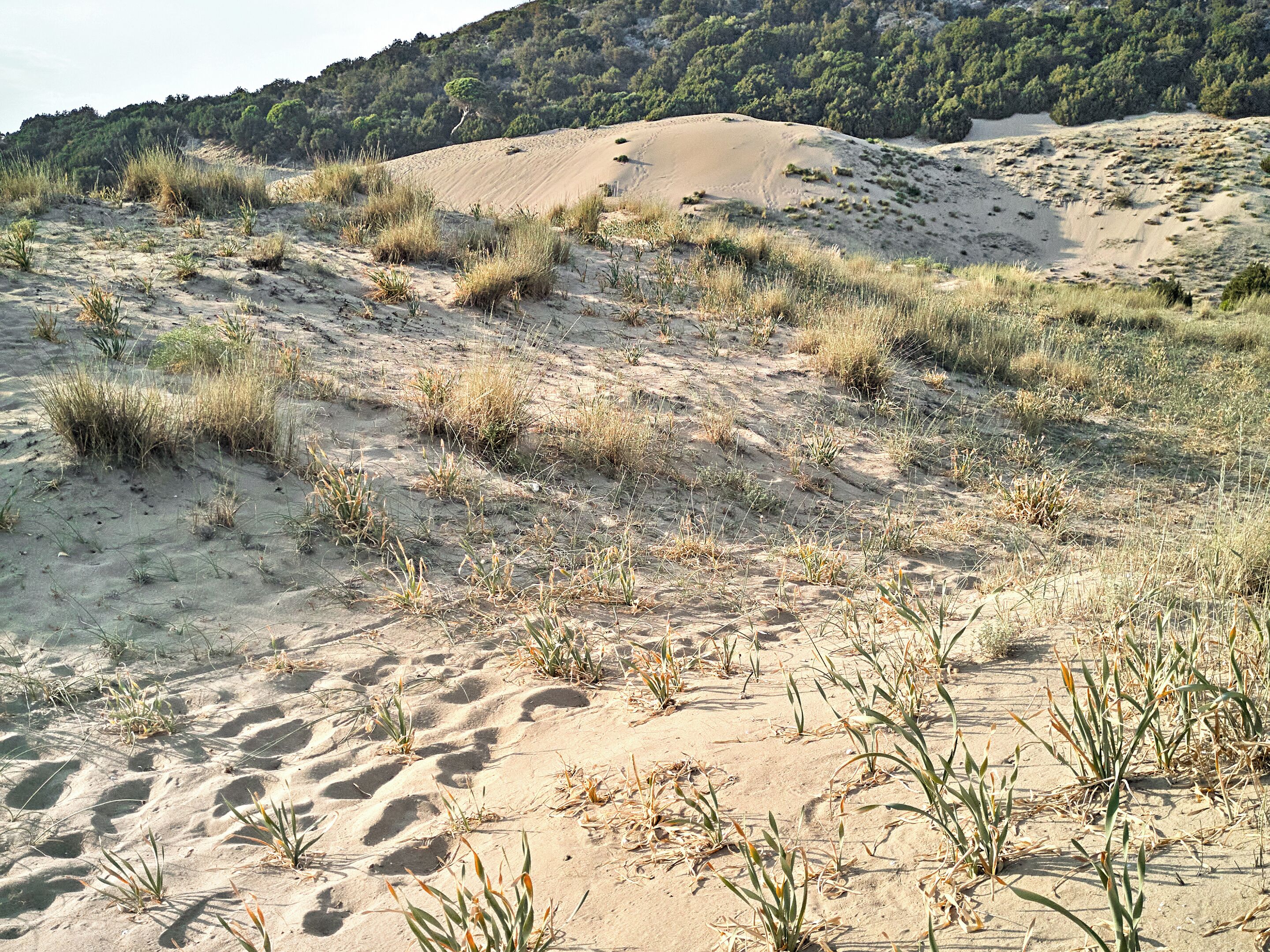 A sandy landscape with sparse vegetation and a forested hill in the background.
