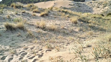A sandy landscape with sparse vegetation and a forested hill in the background.