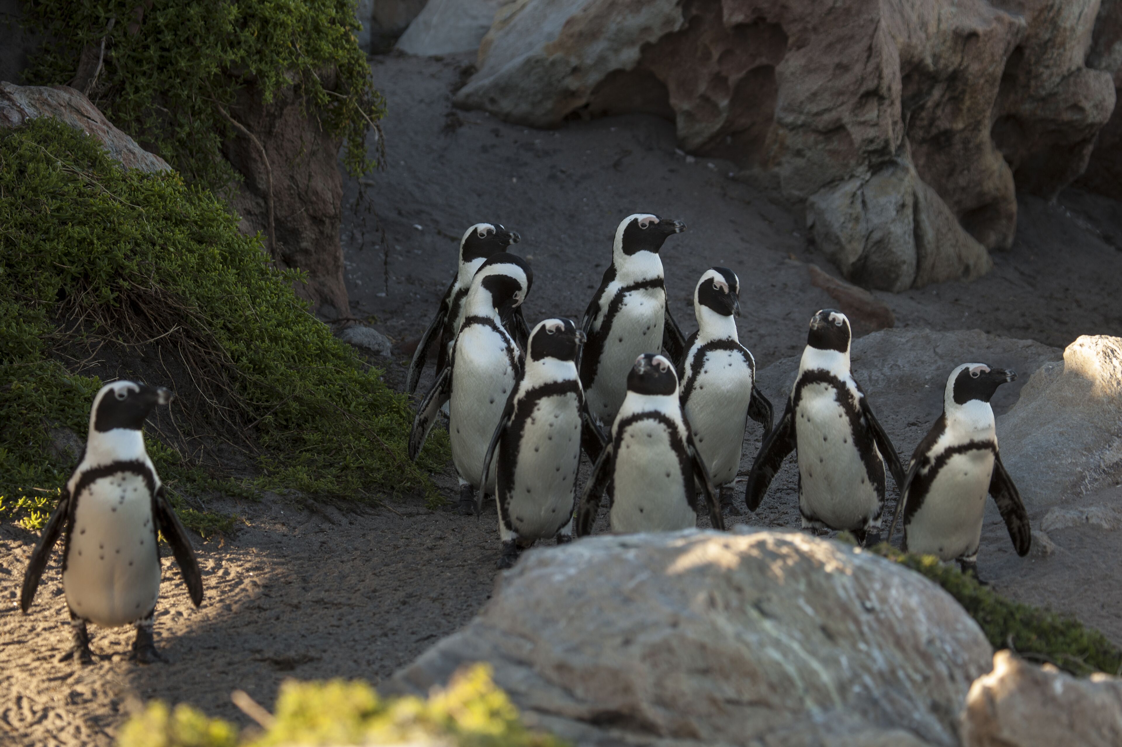 Un grupo de pingüinos en terreno rocoso con vegetación escasa.