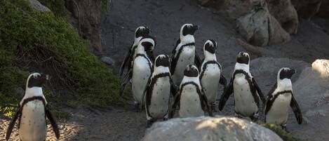 Un grupo de pingüinos en terreno rocoso con vegetación escasa.