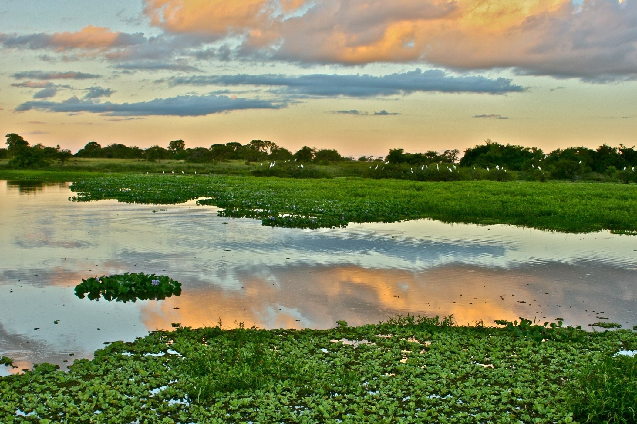 Un paisaje sereno con un cuerpo de agua tranquilo, abundante vegetación y una fila de árboles a lo lejos.