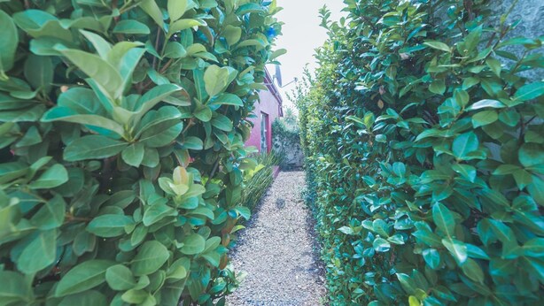 A narrow gravel path flanked by dense green hedges, leading to a building with a red facade. - motel Mi Pi CHi (Johannesburg)