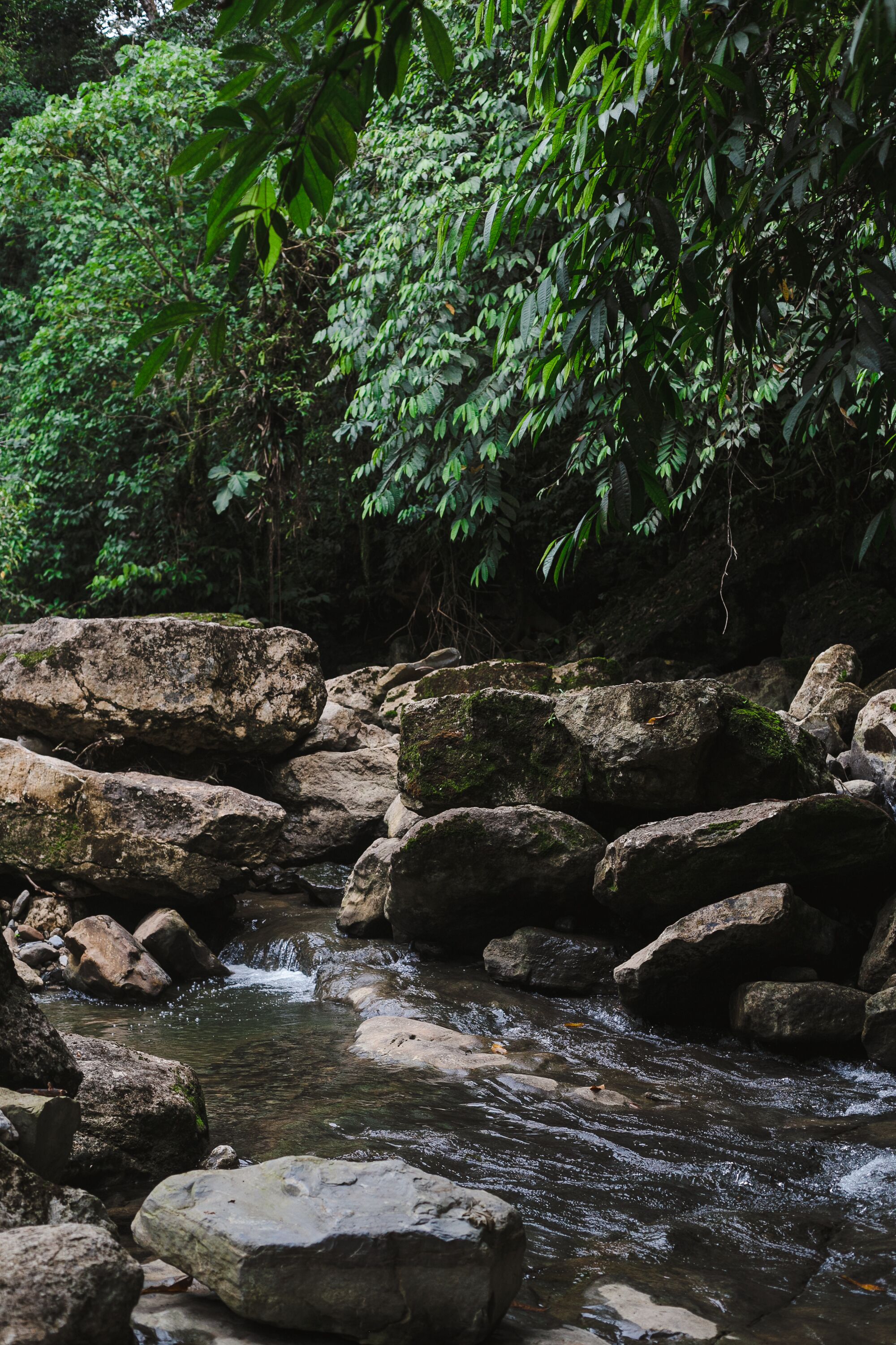A natural stream with rocks and dense foliage in the background.