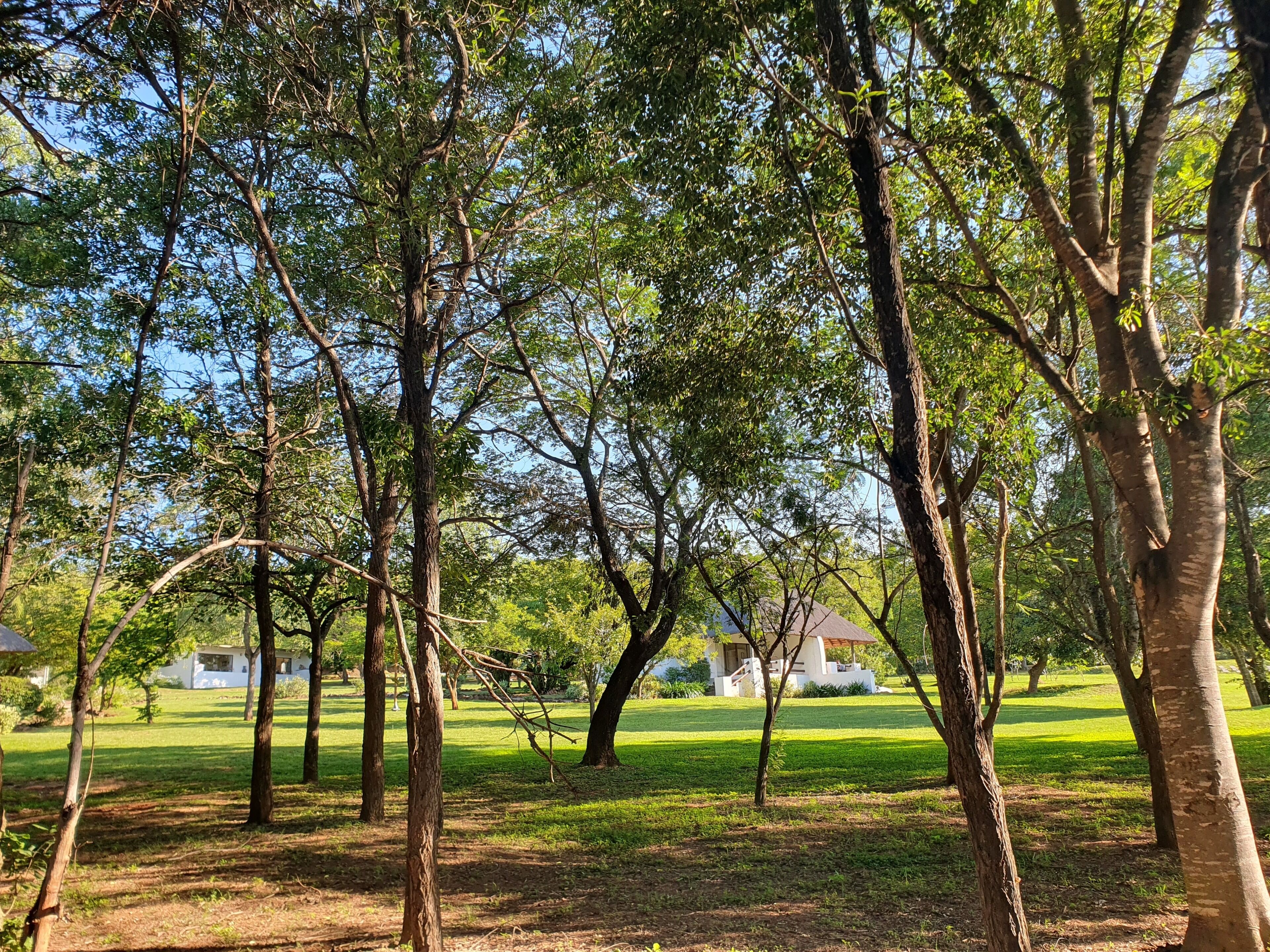 A park with trees and a grassy area.