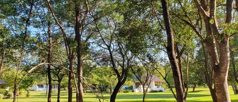 A park with trees and a grassy area.
