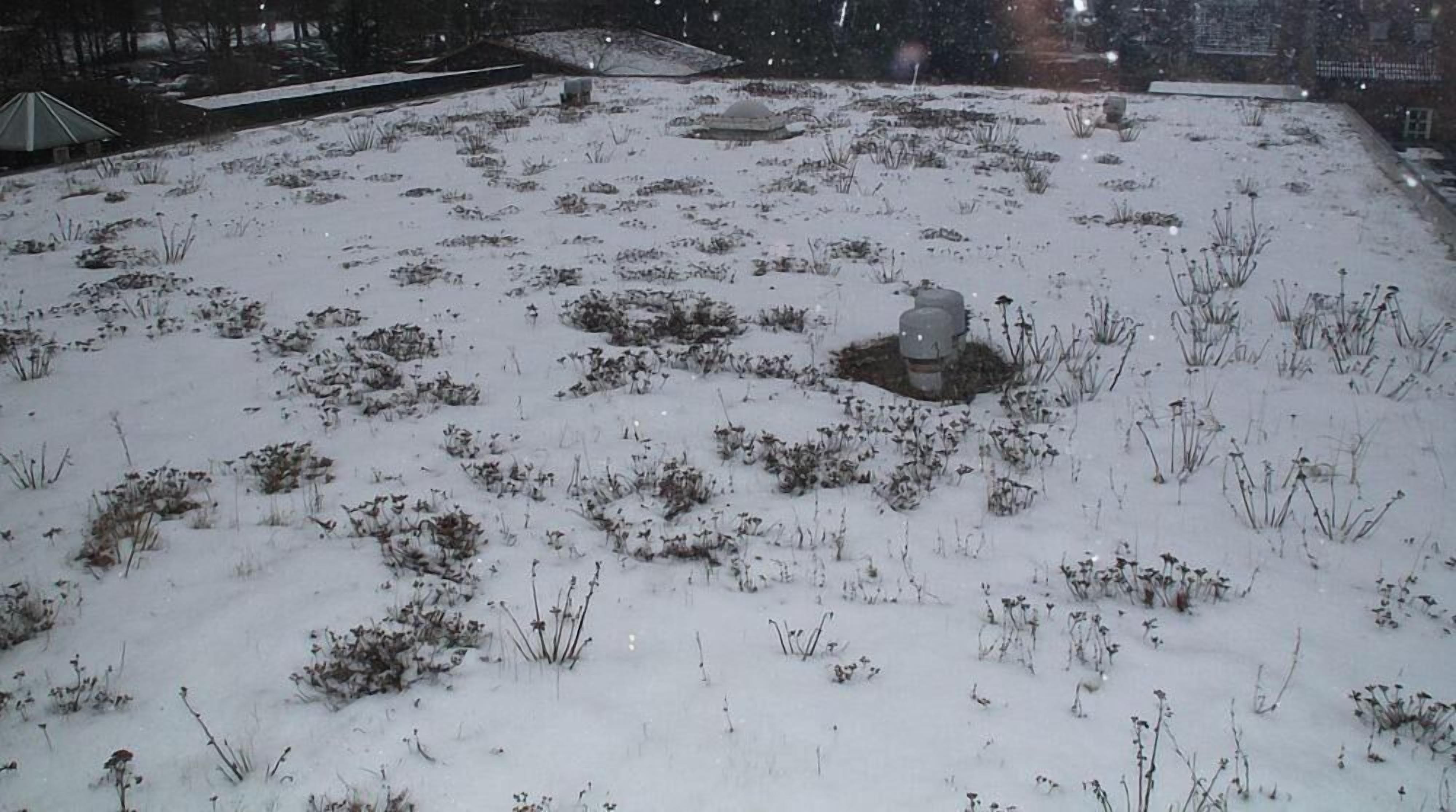 A snowy rooftop with sparse vegetation and a small structure in the center.
