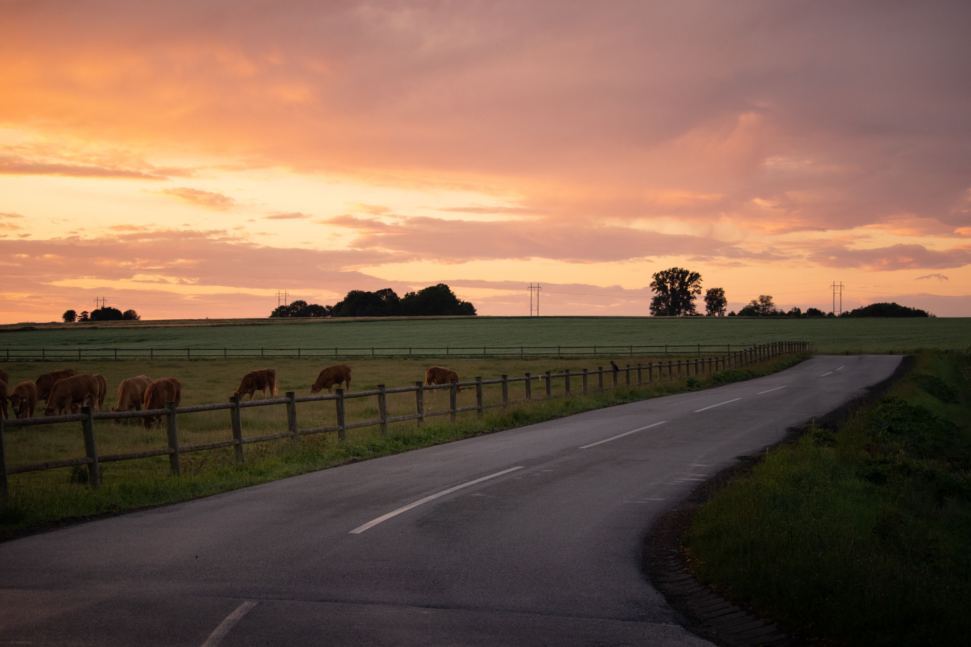 A rural road with a fence and cows grazing in the distance.