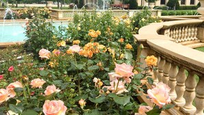 A garden with roses and a fountain.
