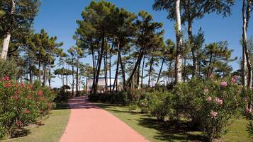 A pathway surrounded by tall trees and flowering shrubs.