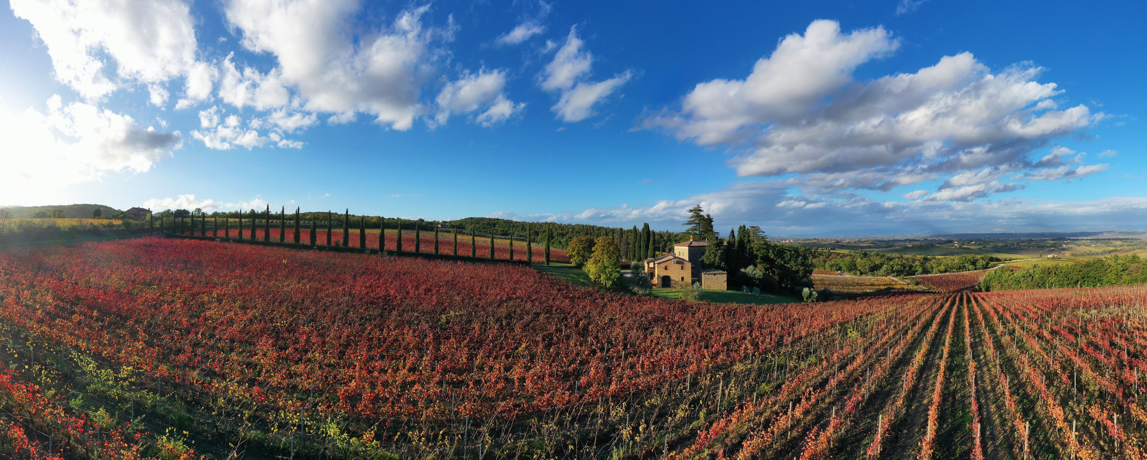 A vineyard with rows of grapevines under a clear sky.