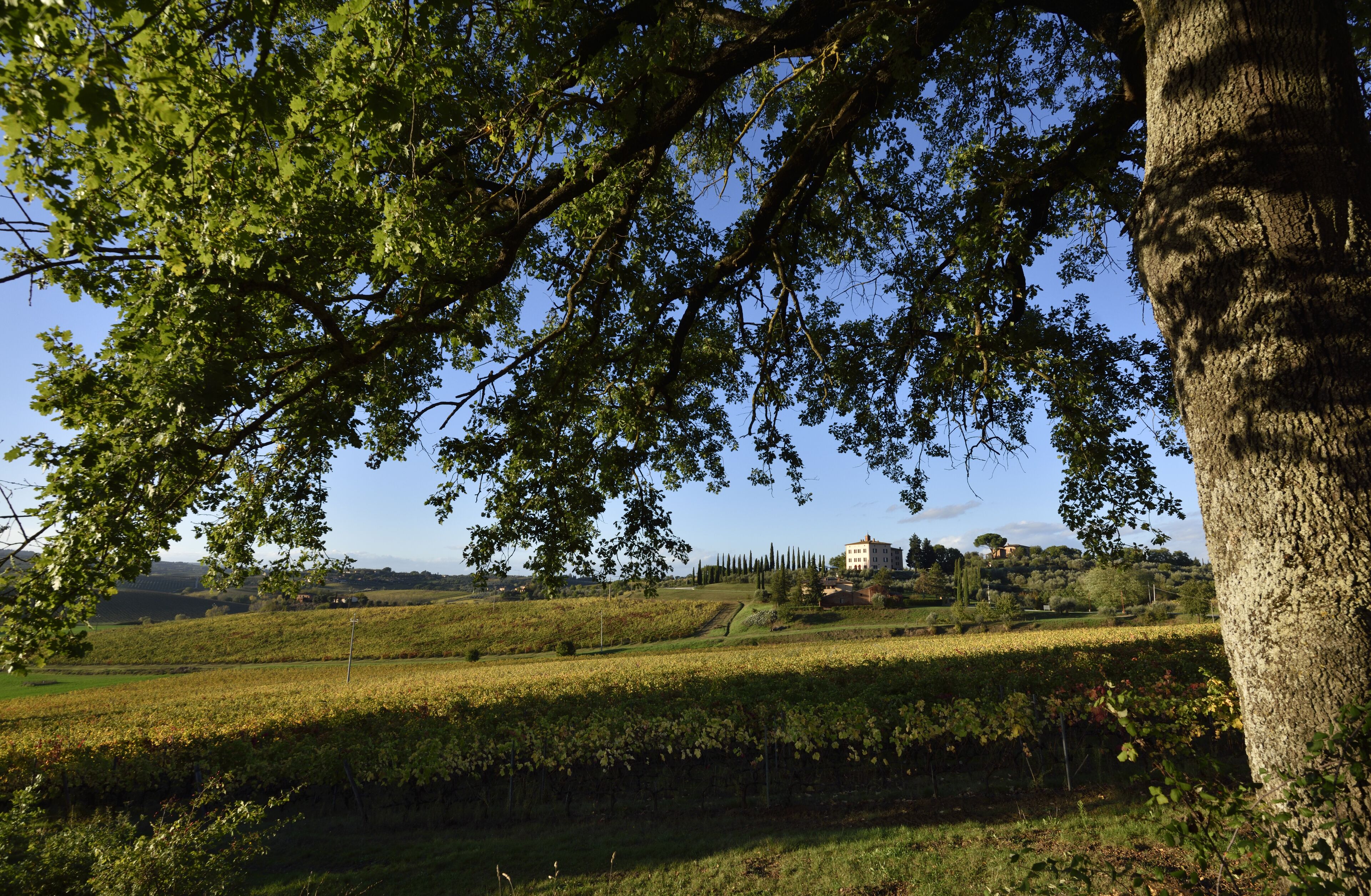 Un paysage de vignoble avec un bâtiment situé sur une colline.