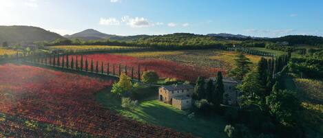 A rural landscape with a stone building surrounded by fields of red flowers and green trees.