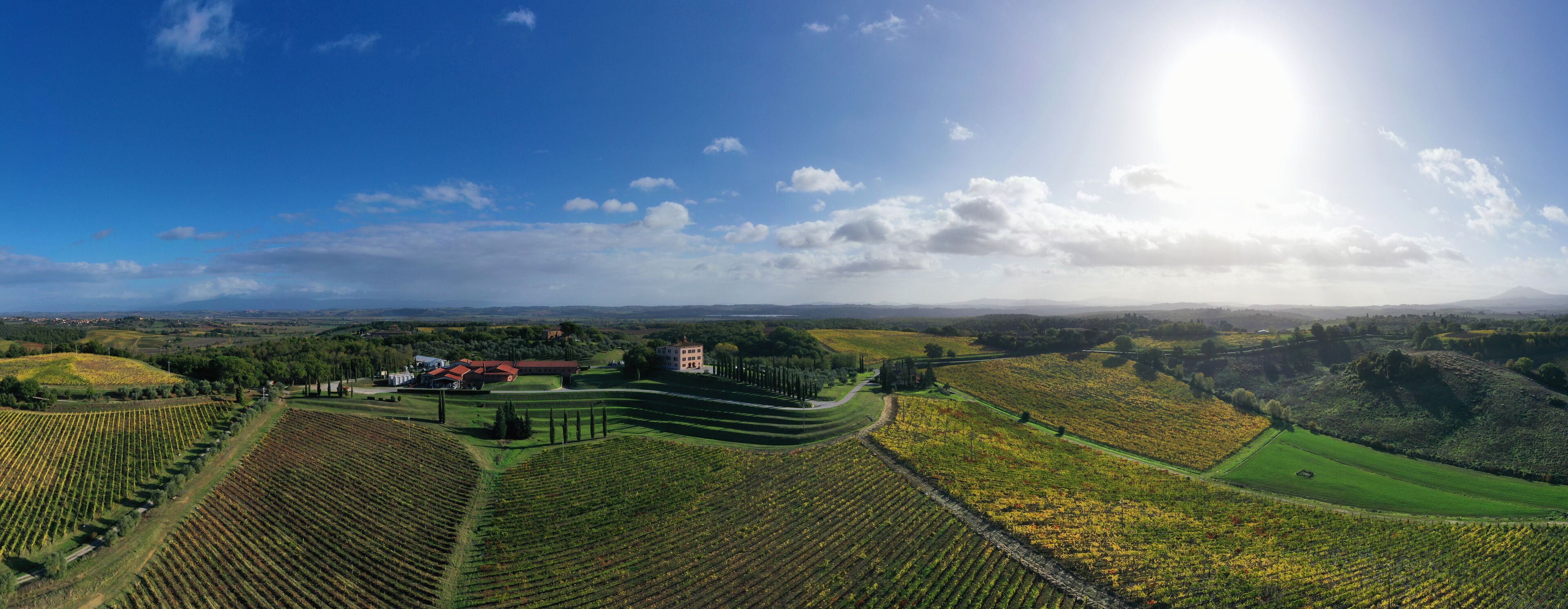 A vineyard landscape with rows of grapevines, a building, and a clear sky.