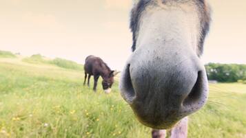 A close-up of a horse's nose in a grassy field.