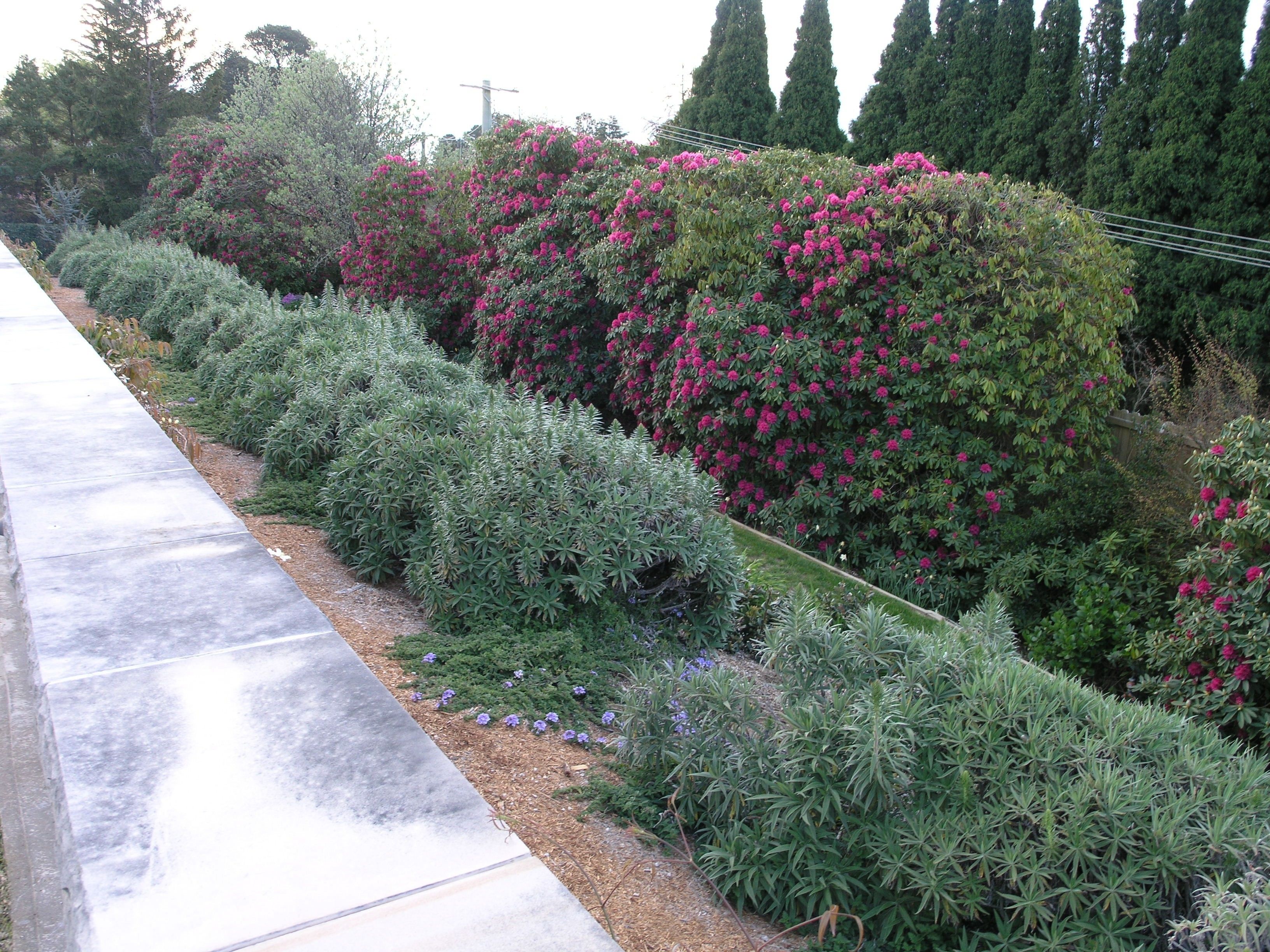 Un jardín ajardinado con diversos arbustos y plantas florecientes.
