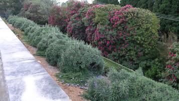 Un jardín ajardinado con diversos arbustos y plantas florecientes.