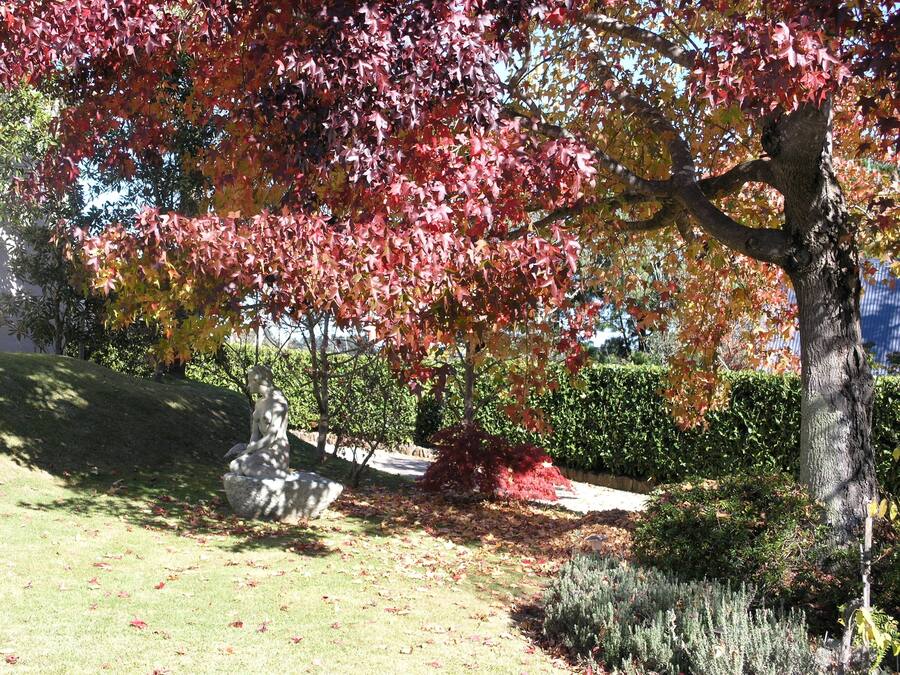 A garden with a statue, a tree with red leaves, and a hedge.