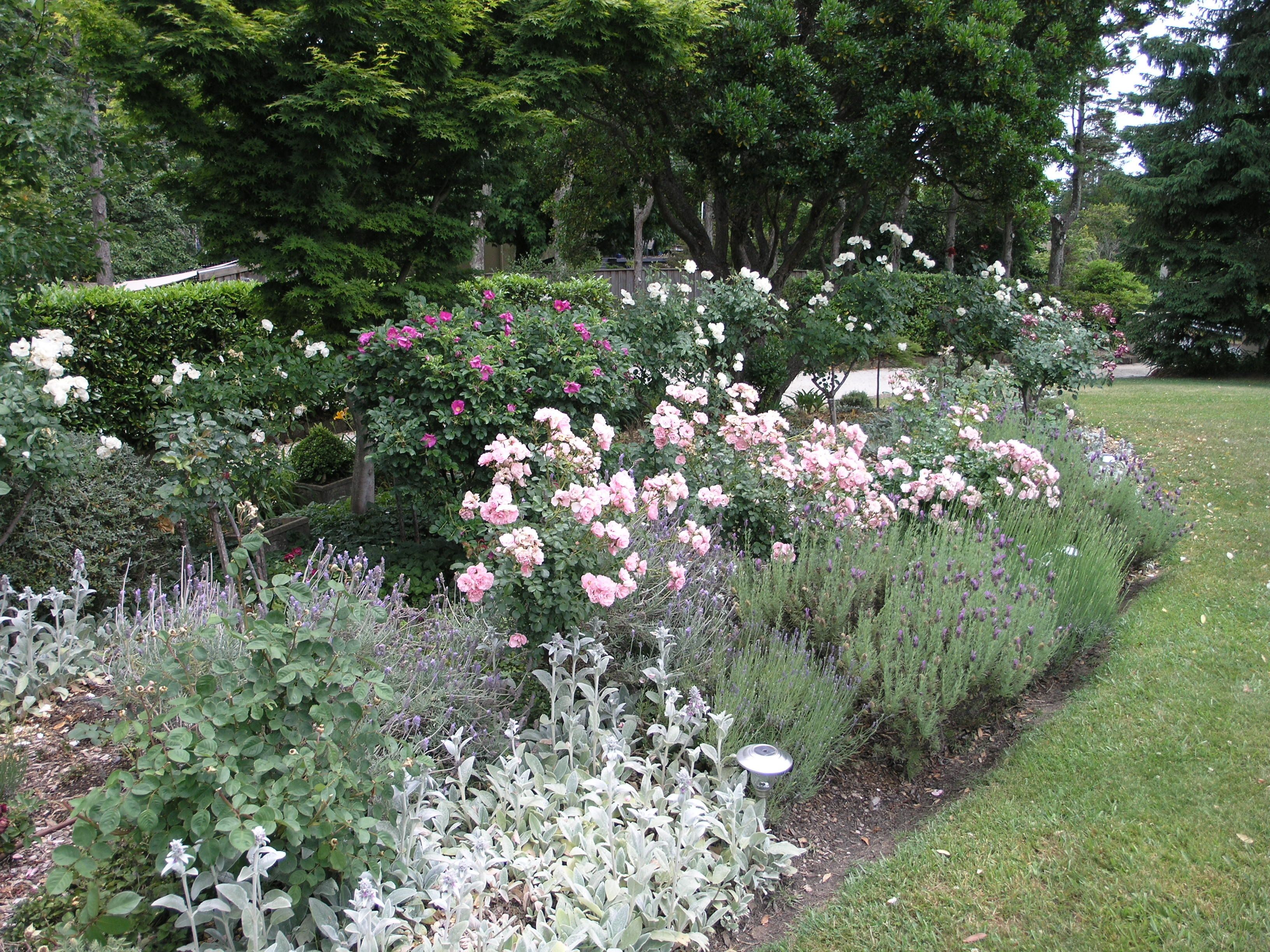 Un jardín con diversas plantas y árboles florecientes.