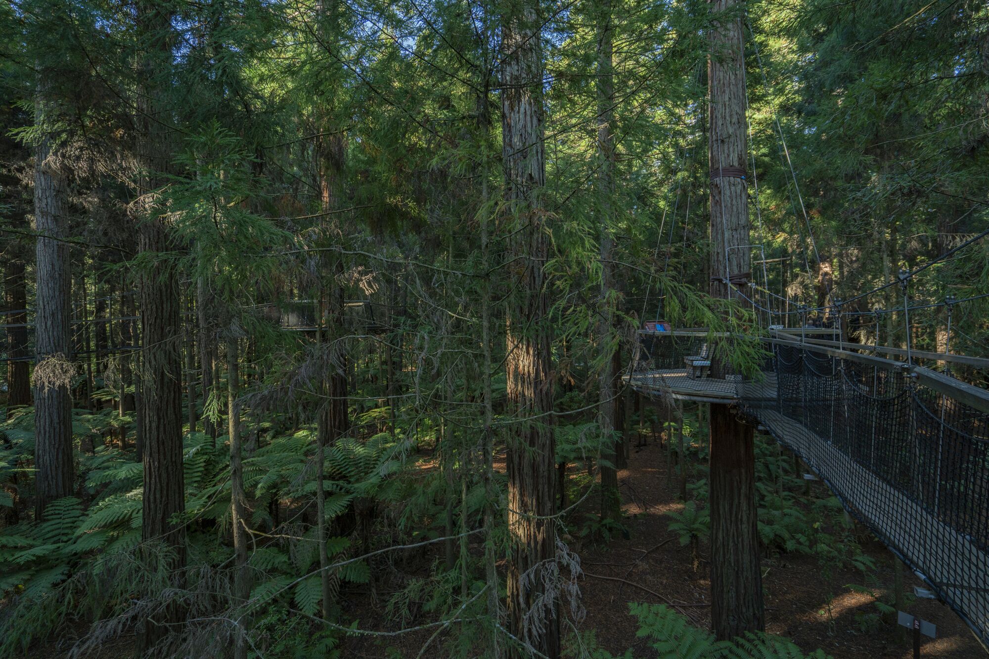 A forested area with a suspension bridge.